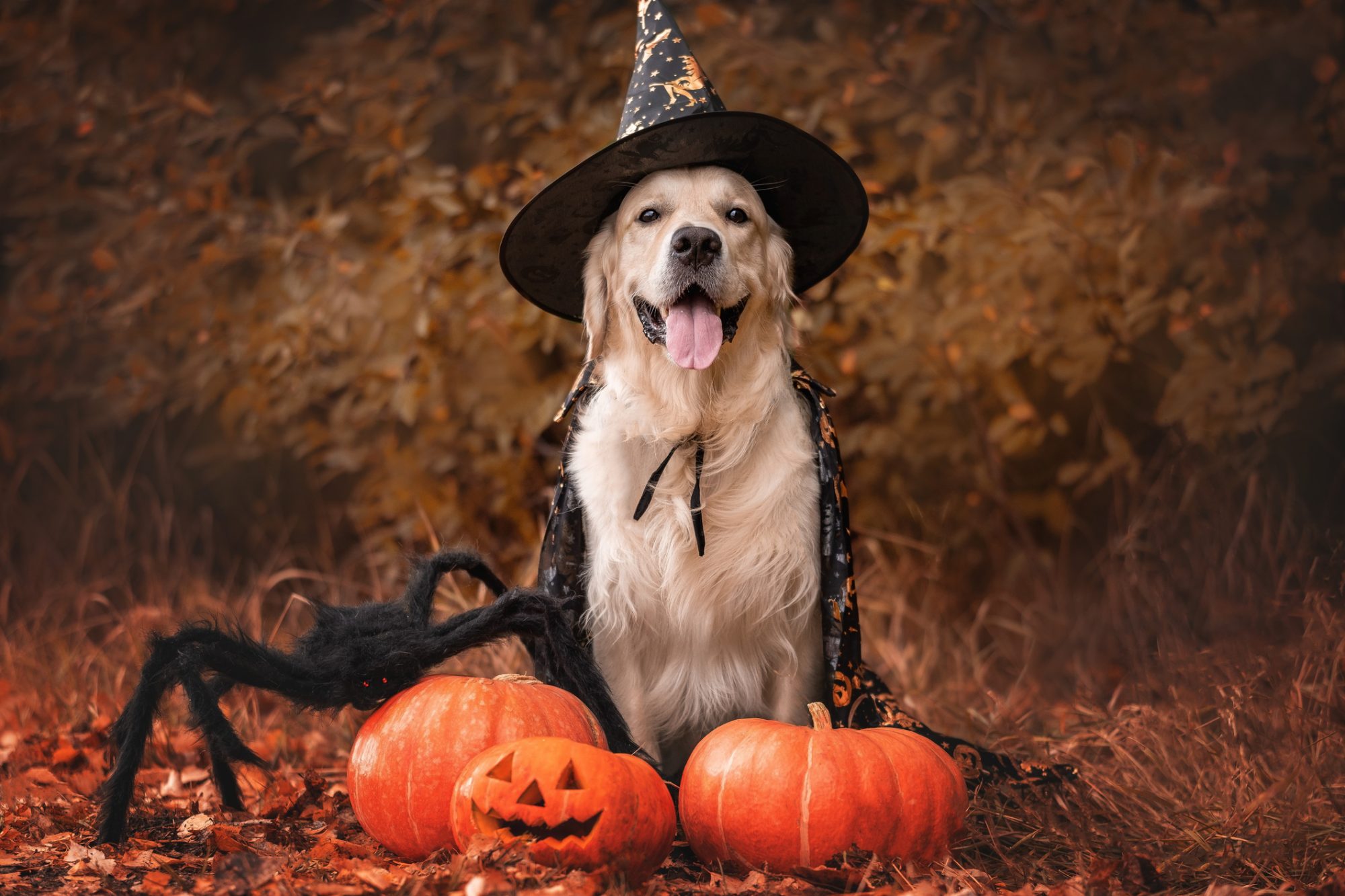 Halloween Hazards for Pets.