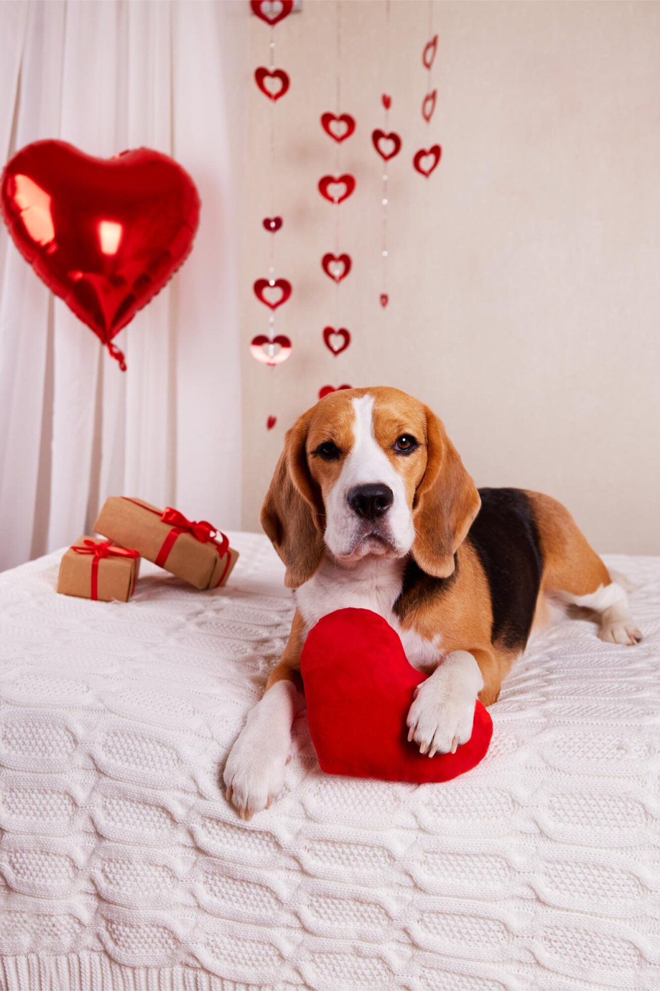 beagle with valentine's decorations.