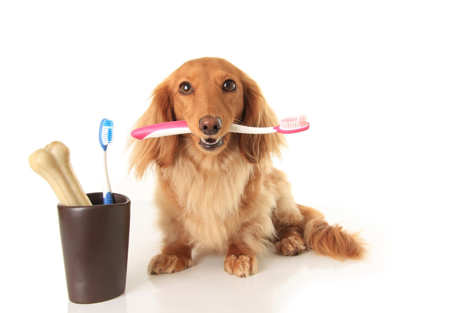 dog holding tooth brush.