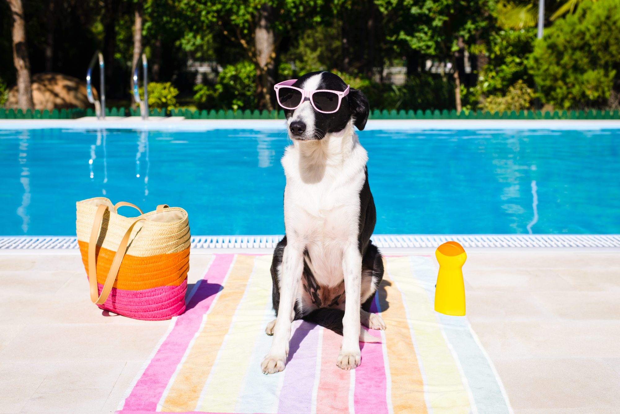 Dog sitting at a swimming pool.