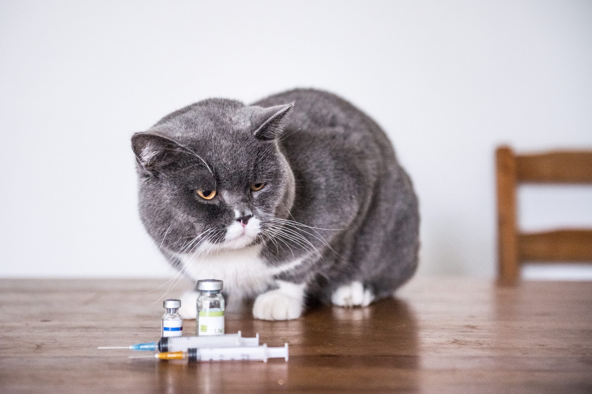 Cat getting insulin shots.