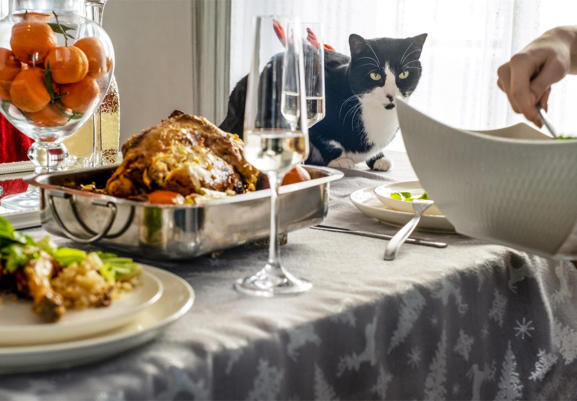 Pet Safe Thanksgiving.